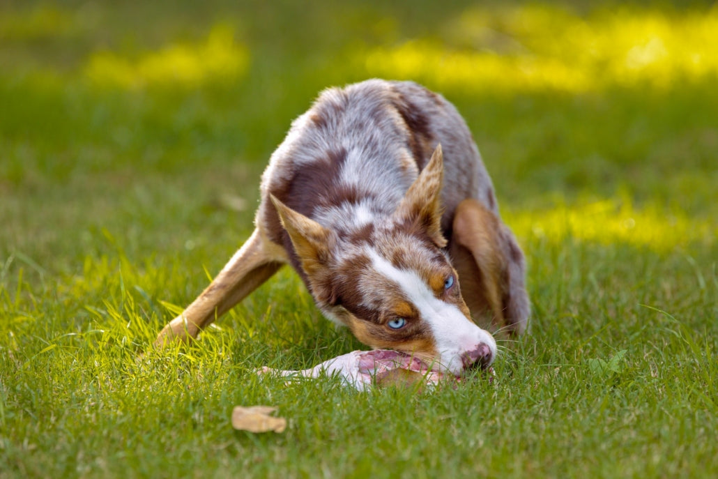 Turkey Drumstick