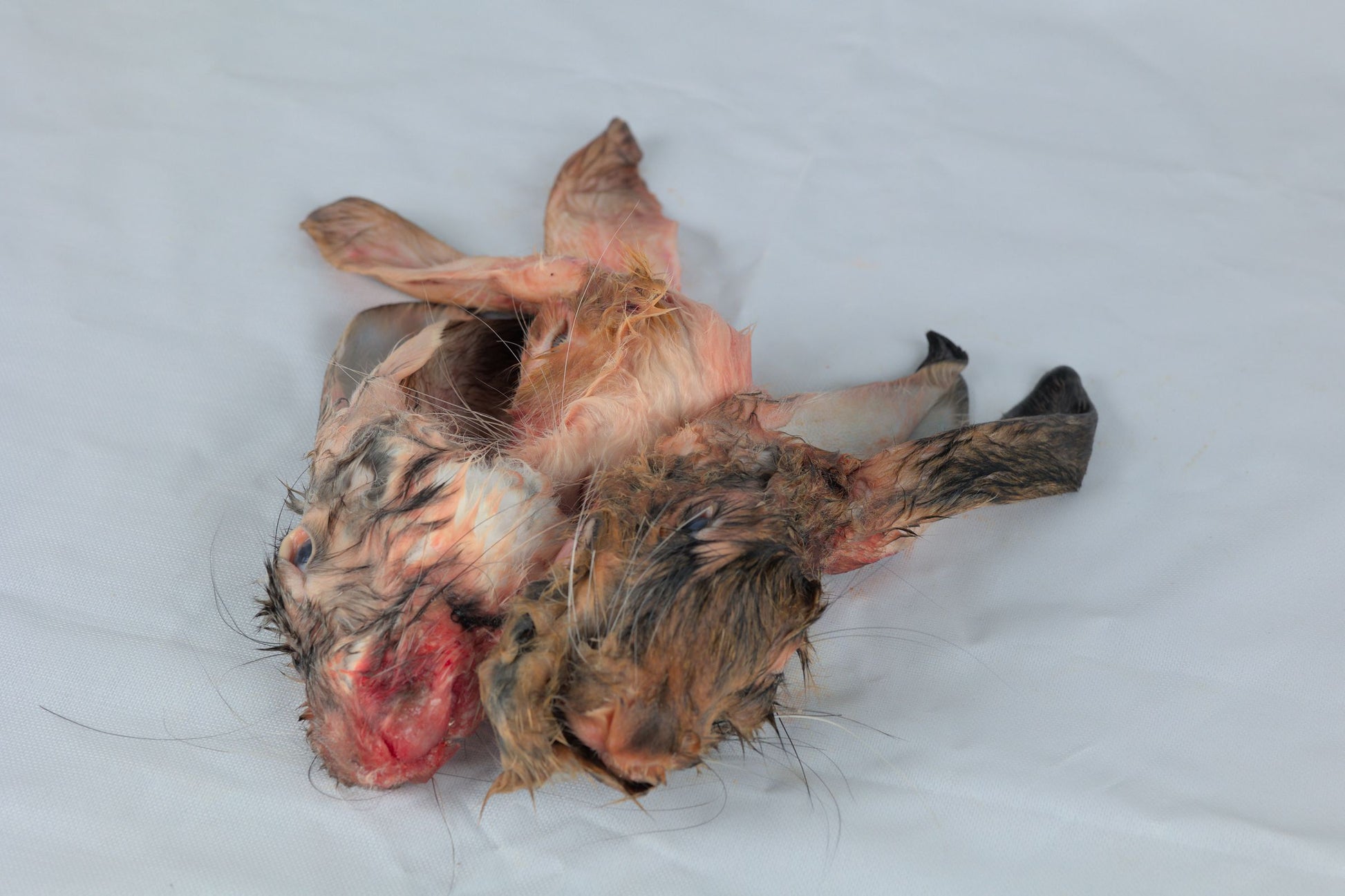Rabbit Head
