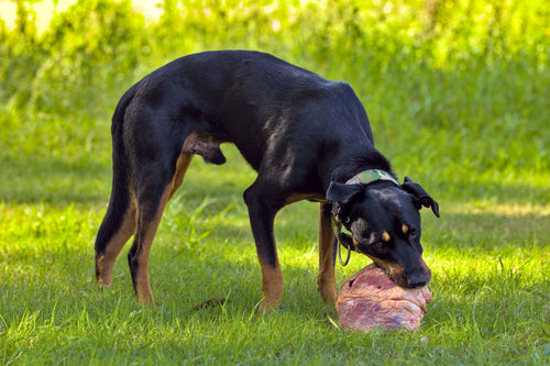 Beef Heart