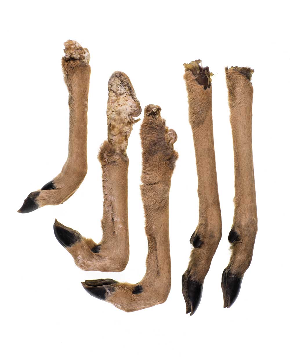 Deer Hoof