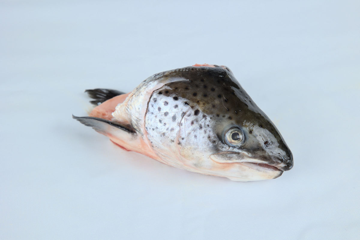 Salmon Fish Head