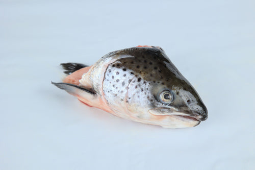 Fish head