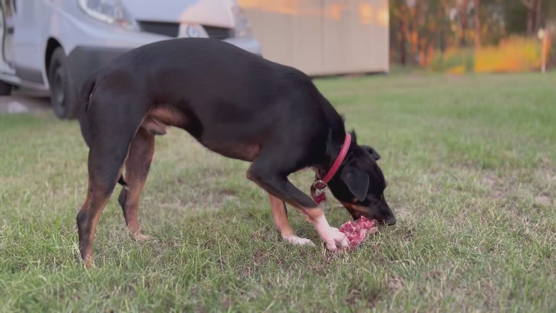 Meaty Kangaroo Tail